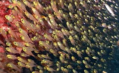 Raja Ampat 2016 - cardinalfish - Apogons - IMG_5641_rc